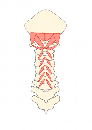 イラスト2_正常な頸椎と筋肉