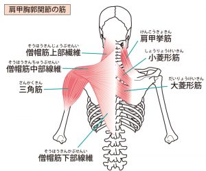 背部の筋肉